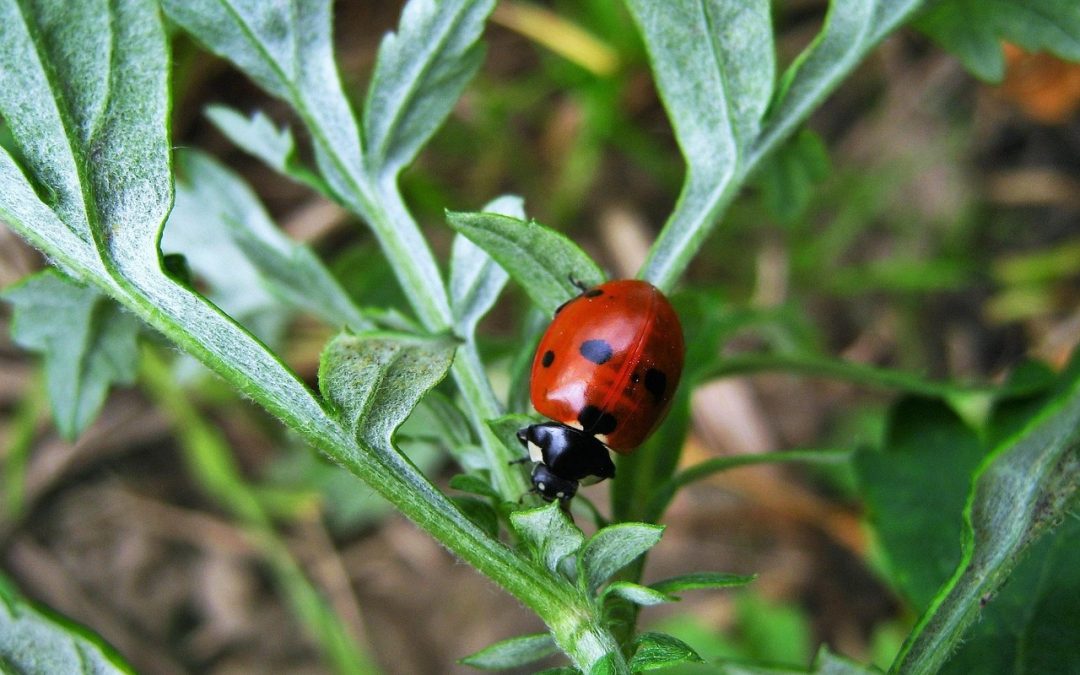 Menghadapi Kontroversi dalam Pengawasan Bea Cukai I Gusti Ngurah Rai
